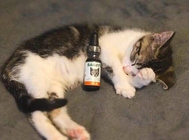 Bailey's Full Spectrum Hemp Oil For Cats w/ 100MG Naturally Occurring CBD