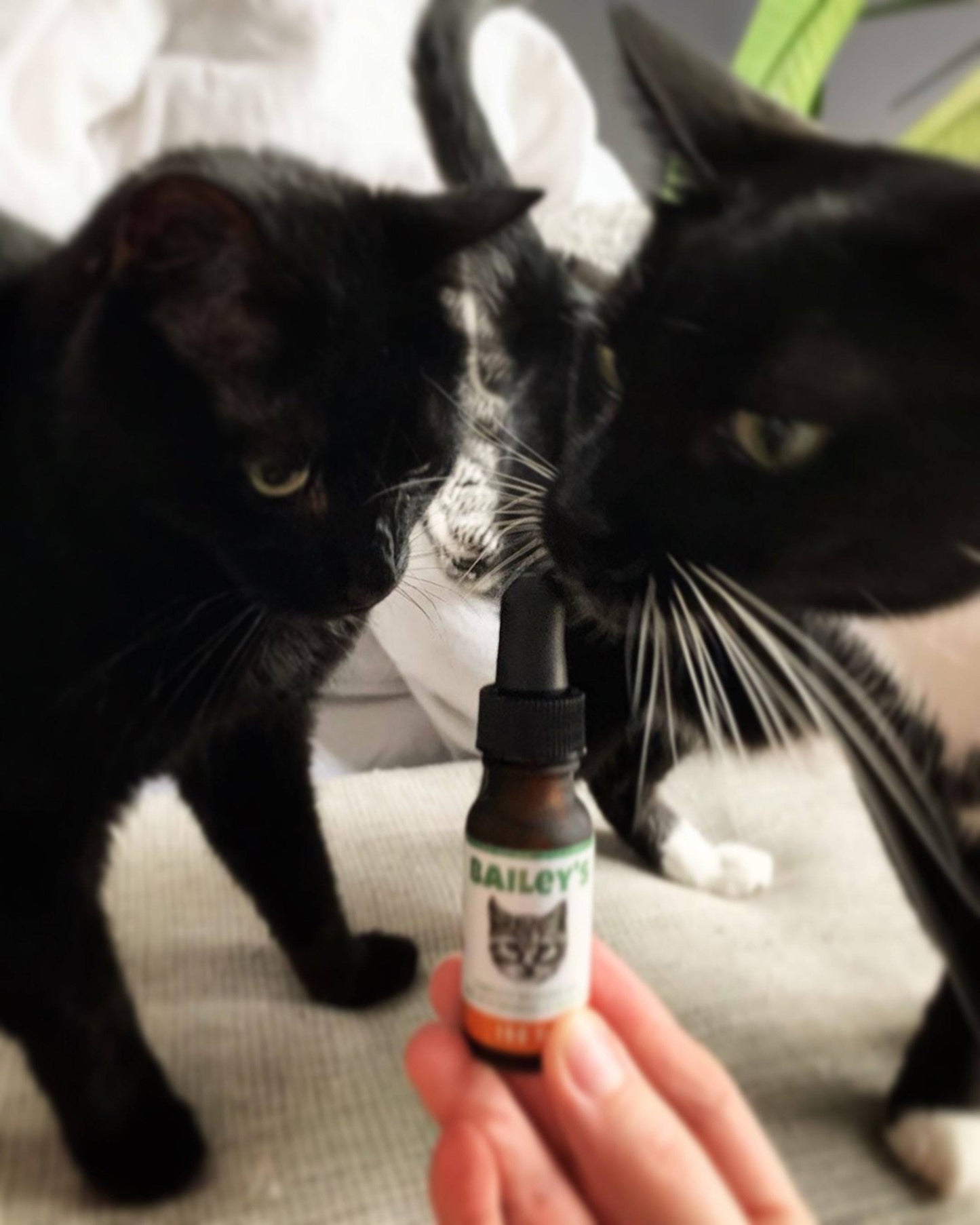 Bailey's Full Spectrum Hemp Oil For Cats w/ 100MG Naturally Occurring CBD