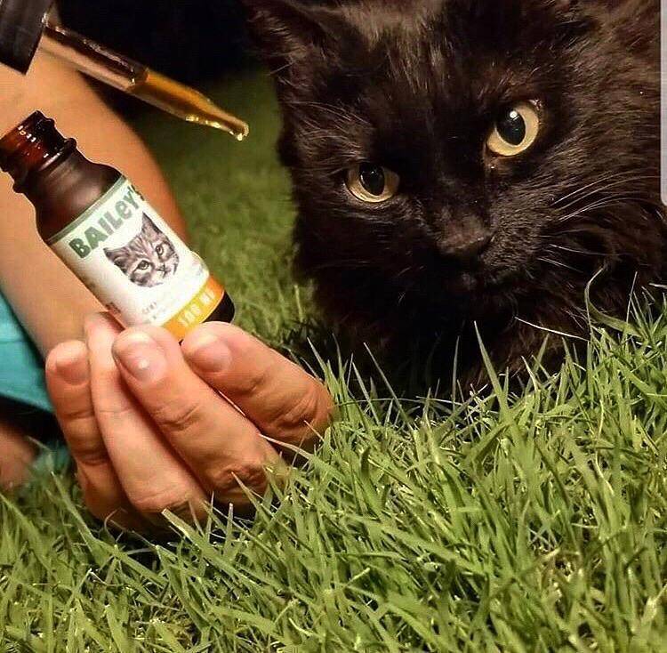 Bailey's Full Spectrum Hemp Oil For Cats w/ 100MG Naturally Occurring CBD